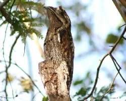Northern Potoo (Nyctibius jamaicensis)