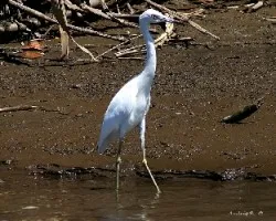 Little Blue Heron (Egretta caerulea)