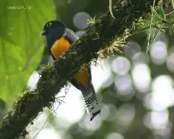 Violaceous Trogon (Trogon violaceus) male