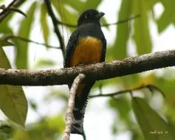 Violaceous Trogon (Trogon violaceus) female