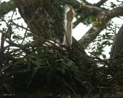 Bare-throated Tiger-Heron (Tigrisoma mexicanum)