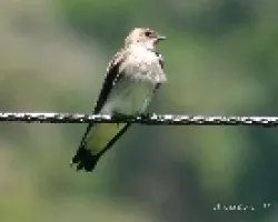 Northern Rough-winged Swallow (Stelgidopterix serripennis)