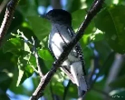Pachyramphus aglaiae