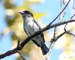 Pachyramphus aglaiae