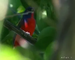 Painted Bunting (Passerina ciris)