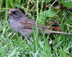 Volcano Junco (Junco vulcani)
