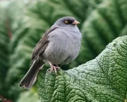 Volcano Junco (Junco vulcani)