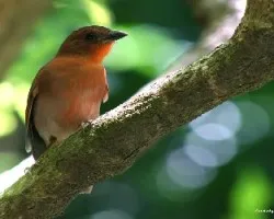Red-crowned Ant-Tanager (Habia rubica)