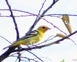 Western Tanager (Piranga ludoviciana) male