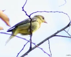 Western Tanager (Piranga ludoviciana) female