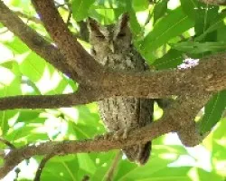 Pacific Screech-Owl (Megascops cooperi)