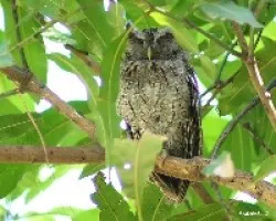 Pacific Screech-Owl (Megascops cooperi)