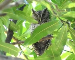 Pacific Screech-Owl (Megascops cooperi)