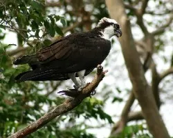 Osprey (Pandion haliaetus)