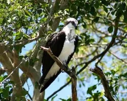 Osprey (Pandion haliaetus)