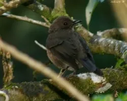 id???