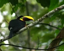 Chesnut-mandibled Toucan (Ramphastos swainsonii)