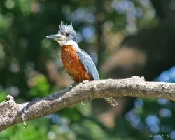 Megaceryle torquata