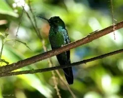 Green-crowned Brilliant (Heliodoxa jacula) male