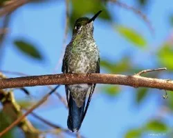 Green-crowned Brilliant (Heliodoxa jacula) female