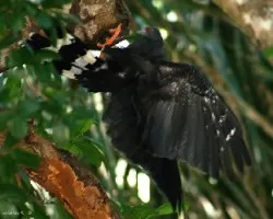 Geranospiza caerulescens
