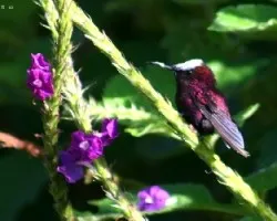 Microchera albocoronata