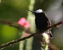 Microchera albocoronata
