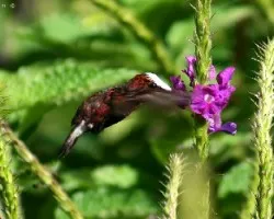 Microchera albocoronata