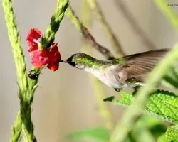Microchera albocoronata