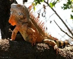 Green Iguana (Iguana iguana)