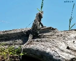 Black Ctenosaur (Ctenosaura similis)