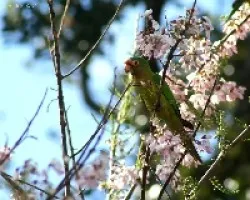 Orange-fronted Parakeet (Aratinga canicularis)