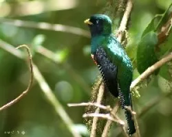 Orange-bellied Trogon (Trogon aurantiiventris)
