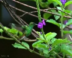 Elvira cupreiceps