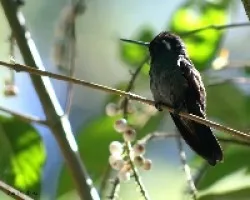 Purple-throated Mountain-gem (Lampornis calolaemus)