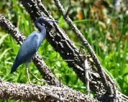 Little Blue Heron (Egretta caerulea)