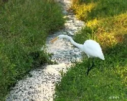 Great Egret (Ardea alba)