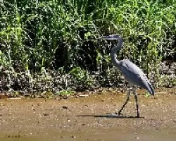 Great Blue Heron (Ardea herodias)