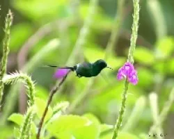 Green Thorntail (Discosura conversii)