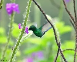 Green Thorntail (Discosura conversii)