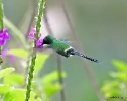 Green Thorntail (Discosura conversii)