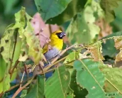 Black-faced Grosbeak (Caryothraustes poliogaster)