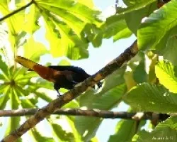 Chesnut-headed Oropendola (Psarocolius wagleri)
