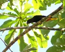Chesnut-headed Oropendola (Psarocolius wagleri)