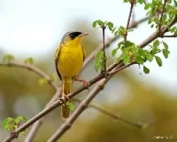 Gray-crowned Yellowthroat (Geothlypis poliocephala)