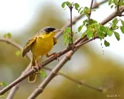 Gray-crowned Yellowthroat (Geothlypis poliocephala)