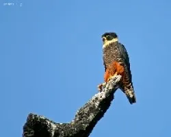 Falco rufigularis