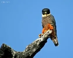 Falco rufigularis