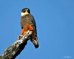 Falco rufigularis