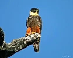 Falco rufigularis
